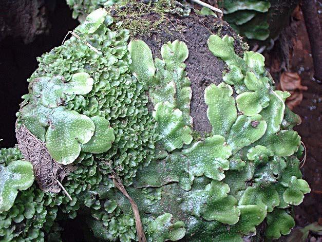 Bryophytes Lack roots, leaves and stems.