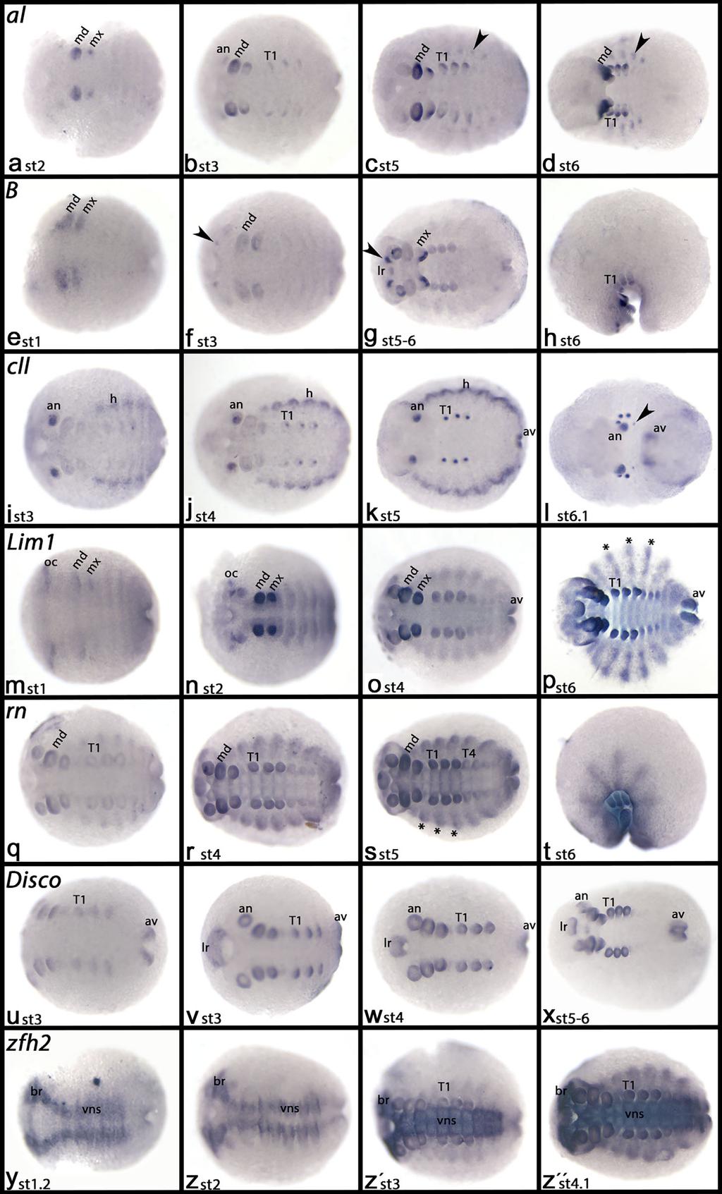 JANSSEN 129 FIGURE 3 Expression of al, B, cll, Lim1, rn, disco, and zfh2. In all panels, anterior is to the left, ventral view; except for panel t (lateral view). Developmental stage is indicated.