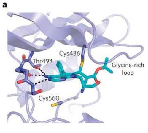 Reversible Targeting of Noncatalytic Cysteines with