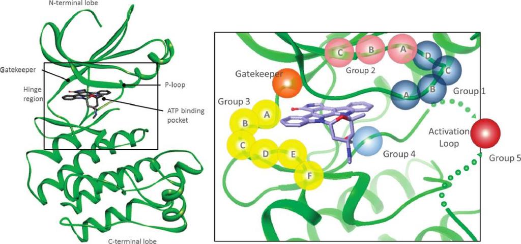 In a nutshell, the therapeutic applicability or the success of irreversible binding kinase inhibitors is dependent on whether or not the covalent bond can be
