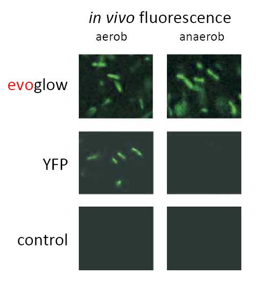 Flavin-mononucleotide-based Fluorescent Protein (FbFP) evoglow basic kit Catalog No. evo-2.1.