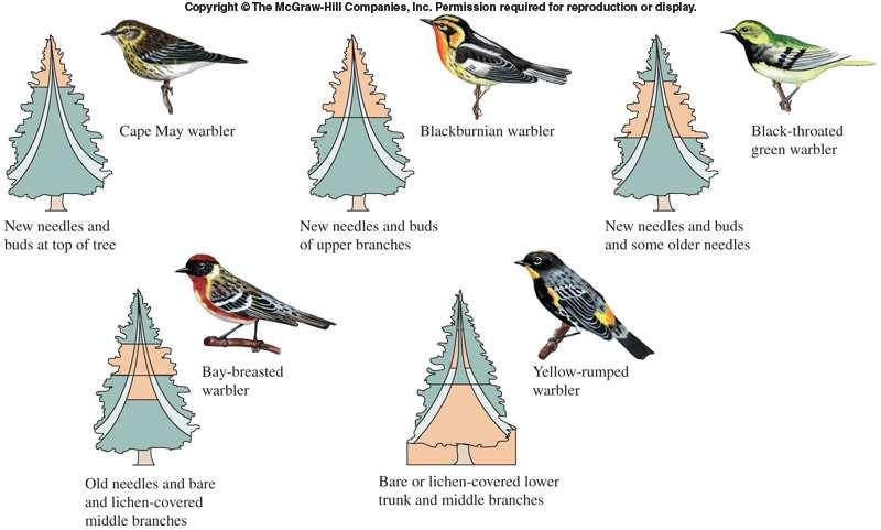 Ecology 302: Lecture VII. Species Interactions. (Gotelli, Chapters 6; Ricklefs, Chapter 14-15) MacArthur s warblers.