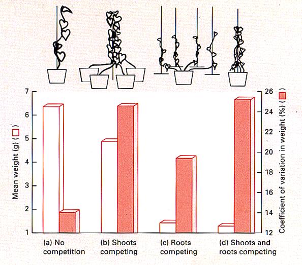 Figure 5.27: Root vs shoot competition in morning glory vines, Ipomoea tricolor.