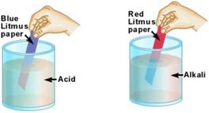 Litmus Paper A paper containing dyes which change colour when exposed to acids or bases. Acids turn litmus pink or red.