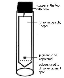 CHROMATOGRAPHY Background Chromatography is used to separate mixtures of substances into their components. All forms of chromatography work on the same principle.
