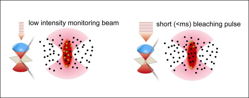 Optical Methods Applied to Study Protein Dynamics 1. Two-Photon Fluorescence Photobleaching Recovery (TPFPR) 2.