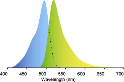 Fluorescence Stokes shift Fluorescein Isothiocyanate Following absorption, a number of vibrational levels of the excited state are populated.