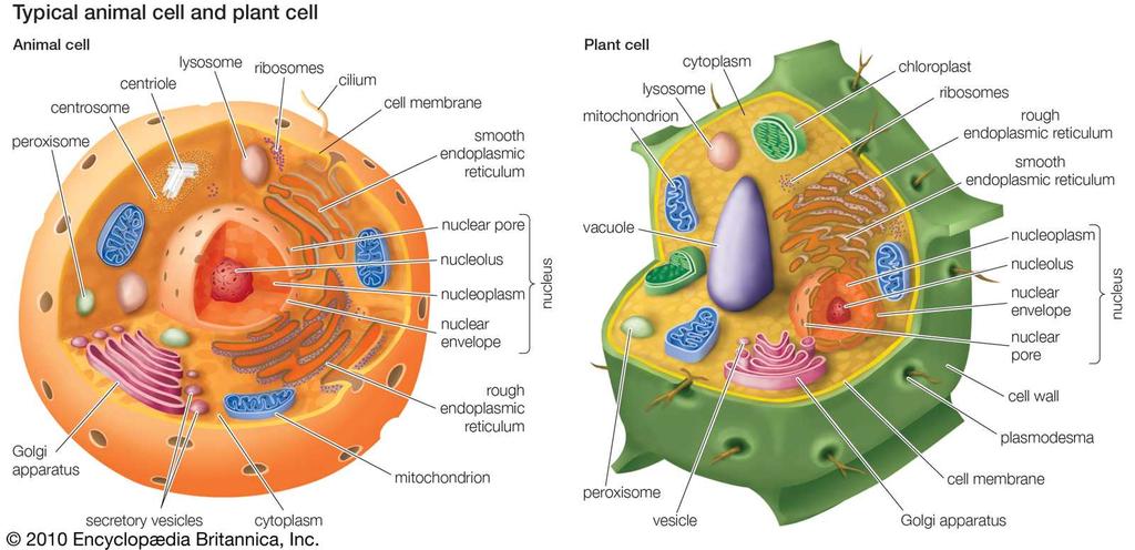 of solute molecules. The response of plant cells to water is a prime example of the significance of turgor pressure.