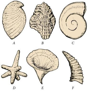 Small Shelly Fossils Many had phosphatic shells, few