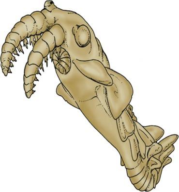 Predators in the Cambrian Seas The giant predator of the Cambrian seas, Anomalocaris, up to 60 cm long. Predators would have caused selective pressures on prey.