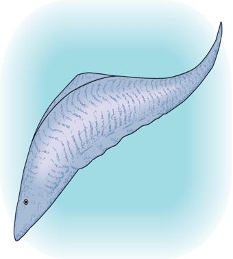 Oldest Known Fish The world's oldest known fish, Myllokunmingia, from the