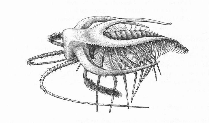 d. Marrella - Cambrian shrimp-like