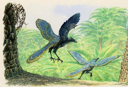The 1st feathered bird form Archaeopteryx.