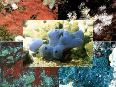 out the process of growth, repair, nourishment, and reproduction. Sponges can filter/clean water at a rate of their entire volume in less than a minute?