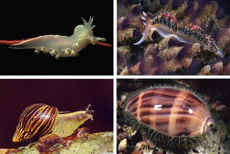 The diversity of molluscs demonstrates how a basic body plan can evolve into a variety of