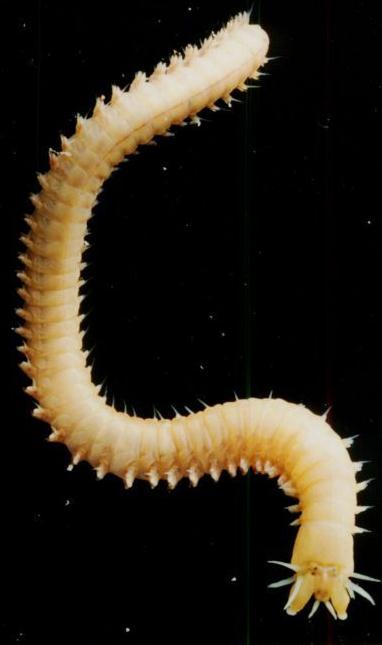 Far from being lowly worms, these creatures are impressively powerful and capable animals. Annelids are bilaterally symmetrical.