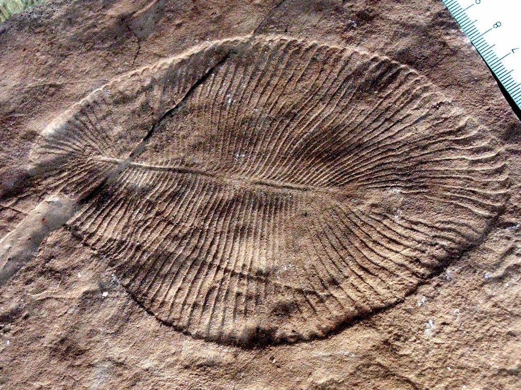 Dickinsonia costata Ediacaran (late pre-cambrian 635-542MY)