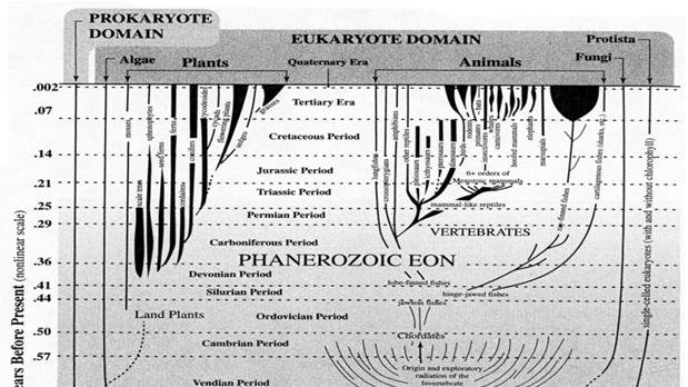 Life s Evolution & Diversification on Earth 1) Evolution of Prokaryote