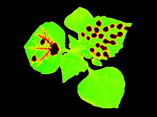 Image of the photosynthetic