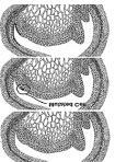 Sectorial Chimeras Modified from Marcotrigiano, 1997 Unstable Revert to mericlinal or periclinal Occur at early embryonic stages Mericlinal Chimeras A segment of one or more layers is genetically
