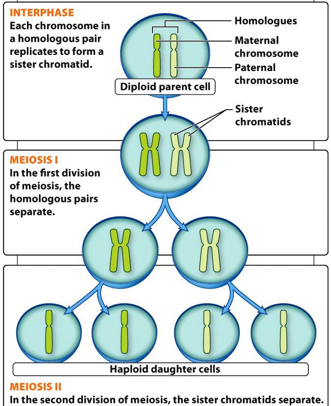 Big picture of the two cell divisions Meiosis I Separation of