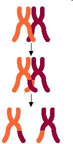 Creates new combinations of alleles