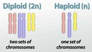 Diploid Cells Diploid - meaning two sets, a cell that contains both sets (one from mom, one from dad) of homologous chromosomes, with 2 sets of genes - sometimes