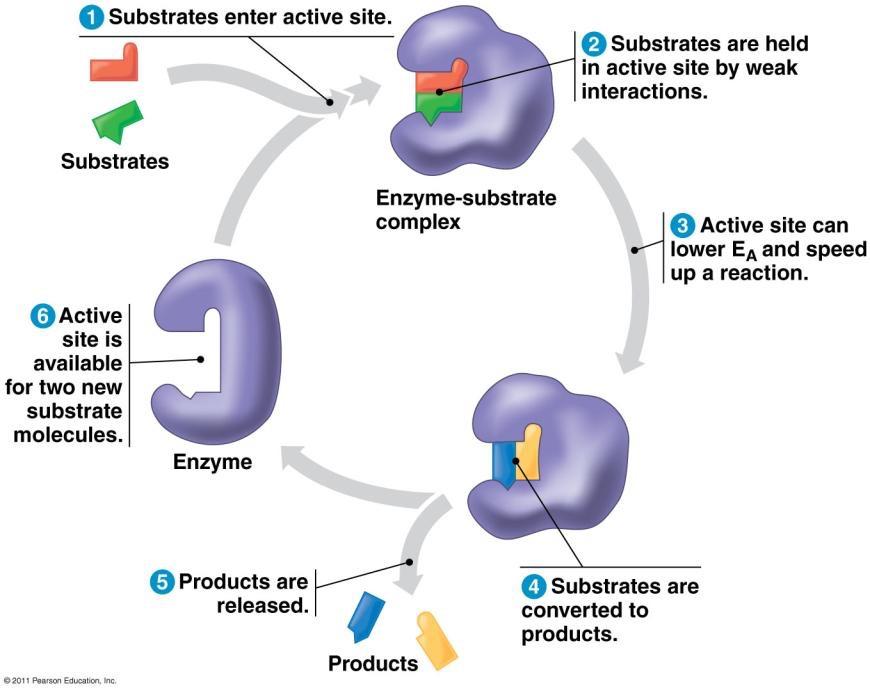Interactions between molecules affect their structure and function. 1.4 Enzymes L.O.