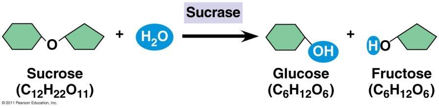 Enzymes - : substance that can change the of a reaction being in the process - = biological - Speeds up