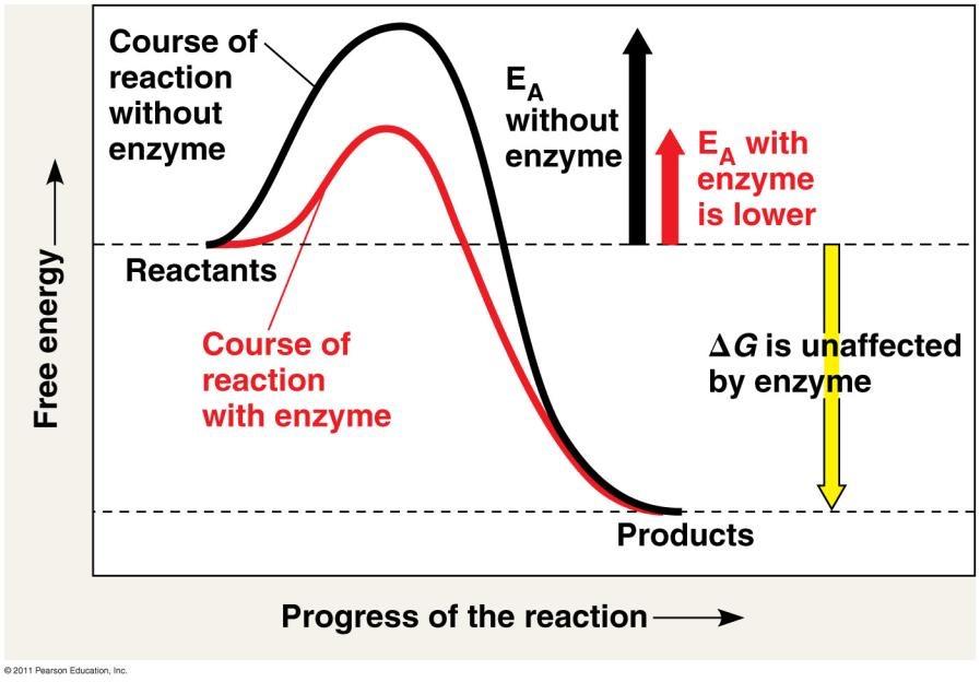 Substrate Specificity of Enzymes - The that an enzyme acts on is called the enzyme s - The enzyme to its