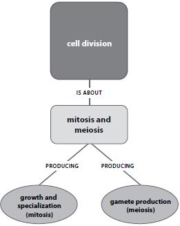Cell Division Big Idea Through cell division, mitosis explains growth and specialization while meiosis explains genetic continuity.