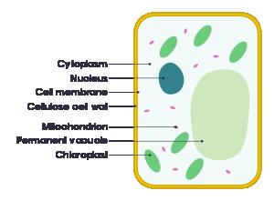 THE PLANT CELL The plant cell is made up of many more parts (organelles) than animal cells, some of which are common with animal cells.