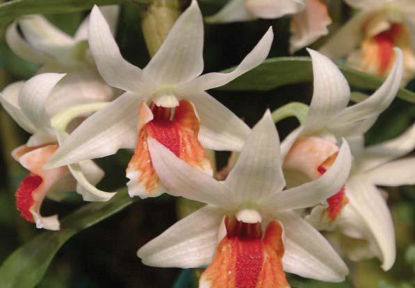 Not surprisingly, orchids are the national flower of many countries, including Belize, Brazil, Colombia, Costa Rica, Guatemala, Indonesia and Singapore.