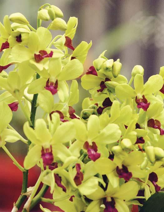 If we can mass produce some of our native orchids, they could be used in landscapes. Vendrame s orchidology course covers the basic principles of orchid biology, culture and commercial production.