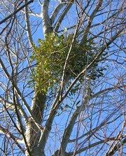 Mistletoe is an example of a fully photosynthetic parasitic plant.