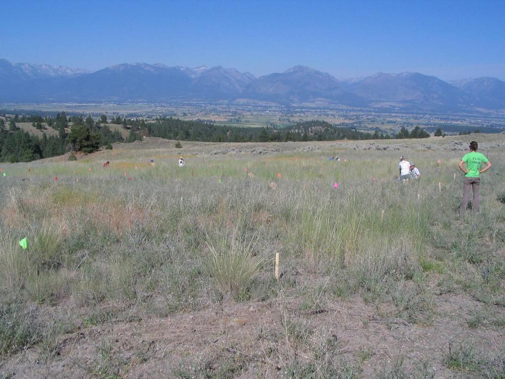 Another IWM Example Spotted Knapweed 4 different studies in western Montana Integrated revegetation with