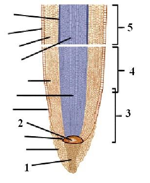 8. The root structure or zone indicated by (5) in the diagram above (Figure 38-1) is where cell specializations such as formation of root hairs occur.
