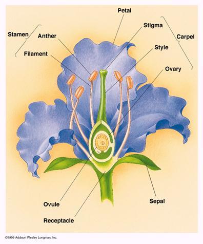 1. General Characteristics The flowering plants (angiosperms) belong