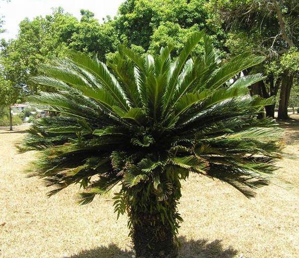 1. General Characteristics Cycads are vascular, seed plants that are palm-like and are called Sago Palms. The leaves are found in a cluster at the tops of the trunks. 2.