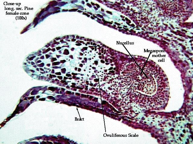 The female (ovulate) cone consists of protective scales called (megasporophylls) that contain megasporangia (ovules).