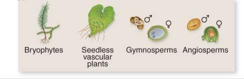 the gametophyte varies through plant groups.
