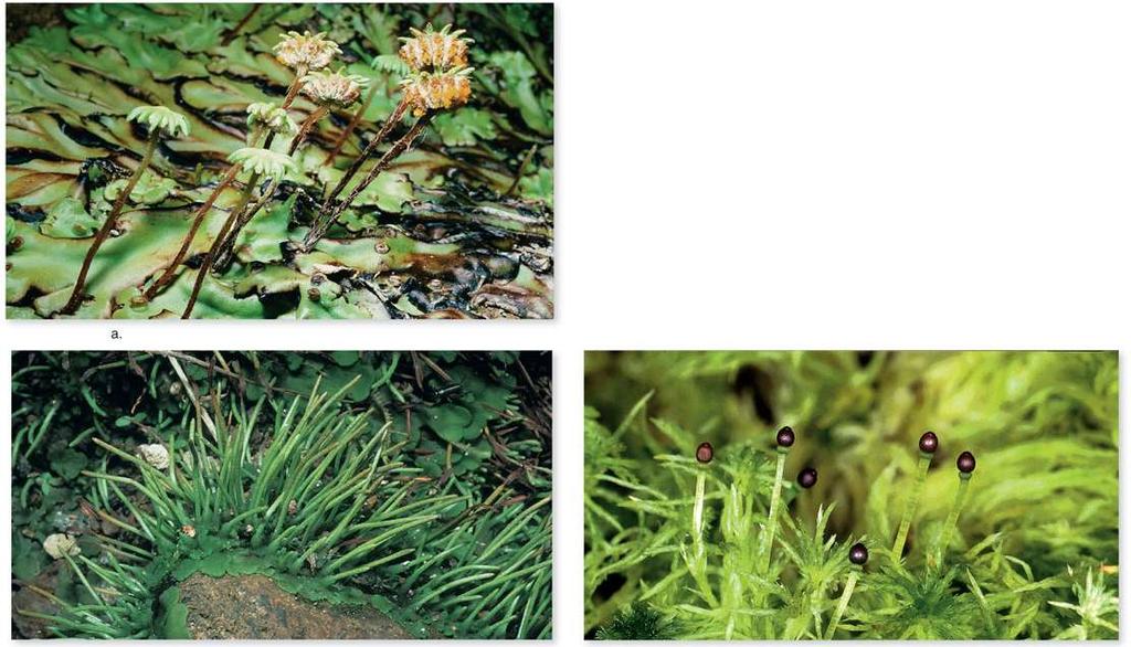 Bryophytes Are the Simplest Plants Bryophytes are seedless plants that lack vascular tissue. They also lack true leaves and roots.