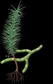 Bryophytes Are the Simplest Plants Sporophyte A mature