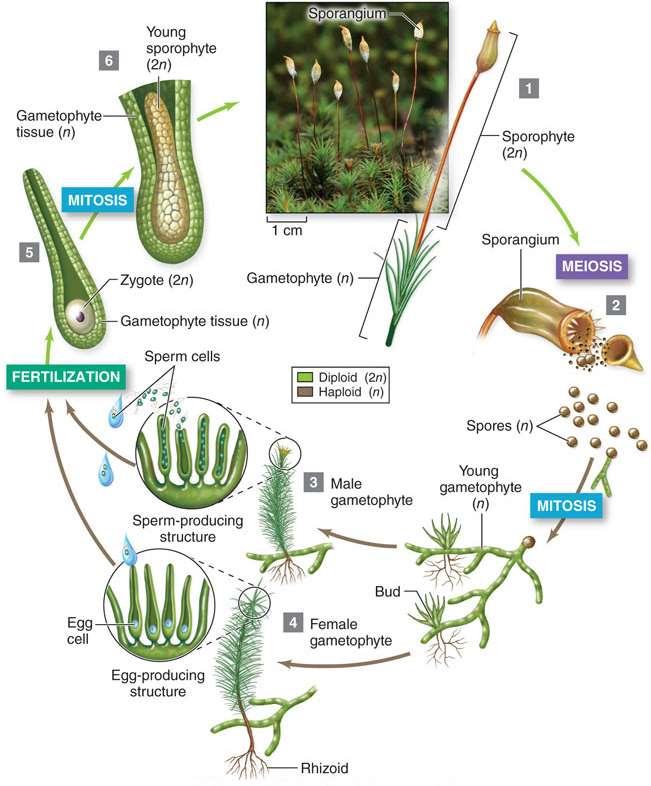 Bryophytes Are the Simplest Plants Bryophyte life cycle