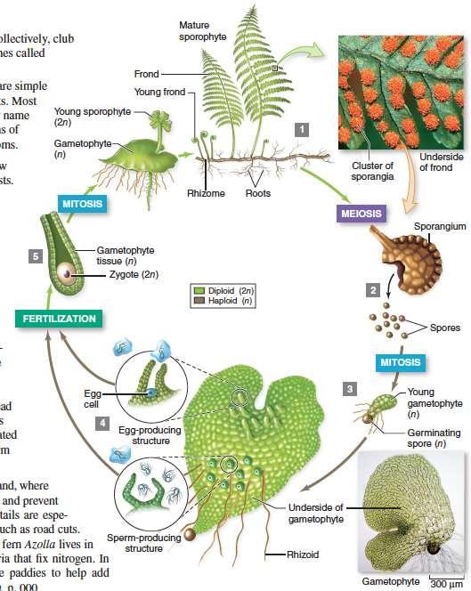 Seedless Vascular Plants Seedless vascular plant life cycle overview Section 19.