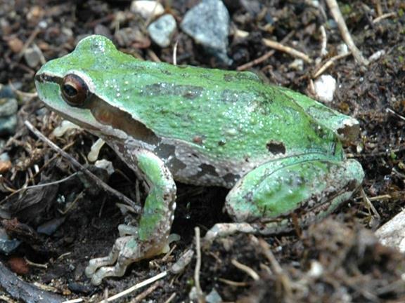 http://northislandexplorer.com/amphibians/pacifictreefrog.