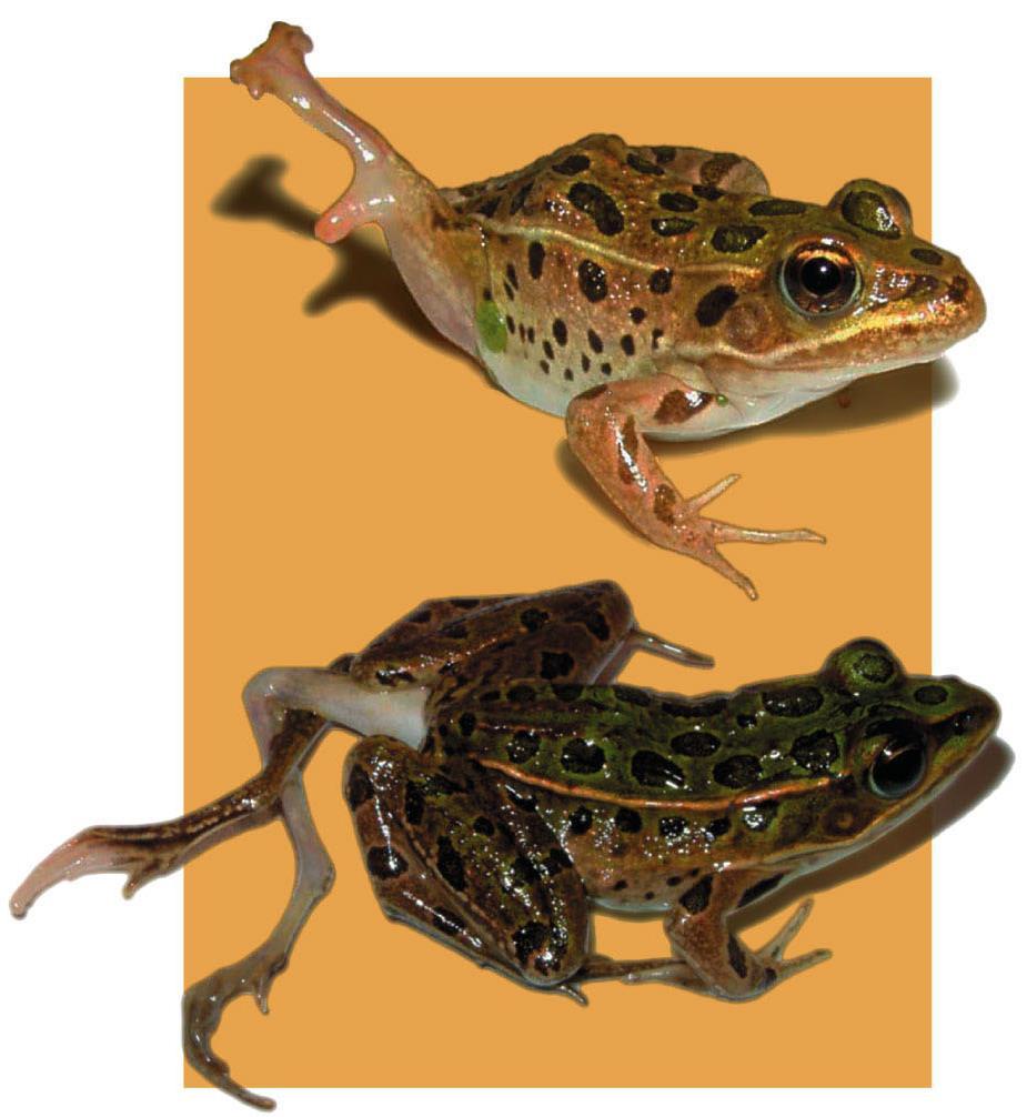 Case Study: Deformity and Decline in Amphibian Populations Figure 1.