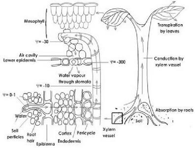 Driving force = transpiration 2. An increase in the transpiration rate enhances both the uptake and the translocation of mineral elements in the xylem 3.