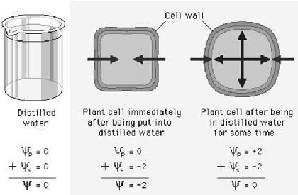 3. Water Potential 1. The survival of plant cells depends on their ability to balance water uptake and loss. 2.