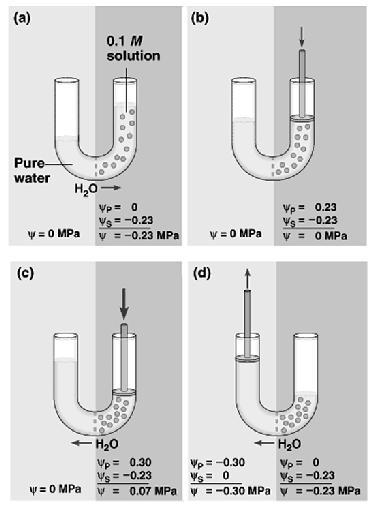 Water Potential 8. Application of physical pressure can balance or even reverse the water potential. A negative potential can decrease water potential. Water Potential 9.